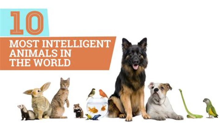 Top 10 Most Intelligent Animals in the World |